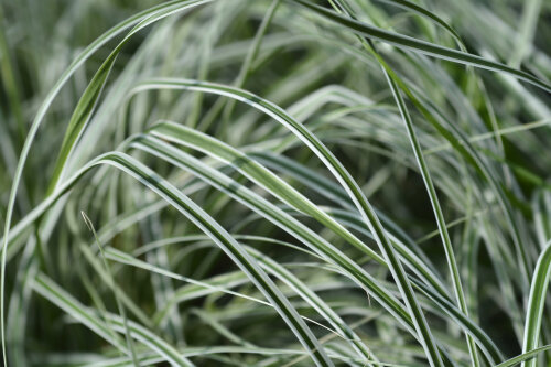 Carex Everest